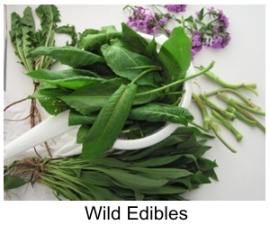 wild_edibles